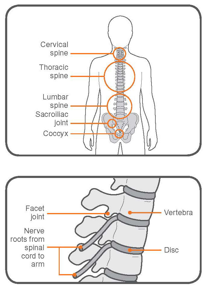 back pain - how the back works