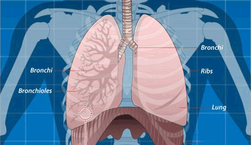 Respiratory | The Chartered Society of Physiotherapy