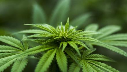 hemp plant cannabis